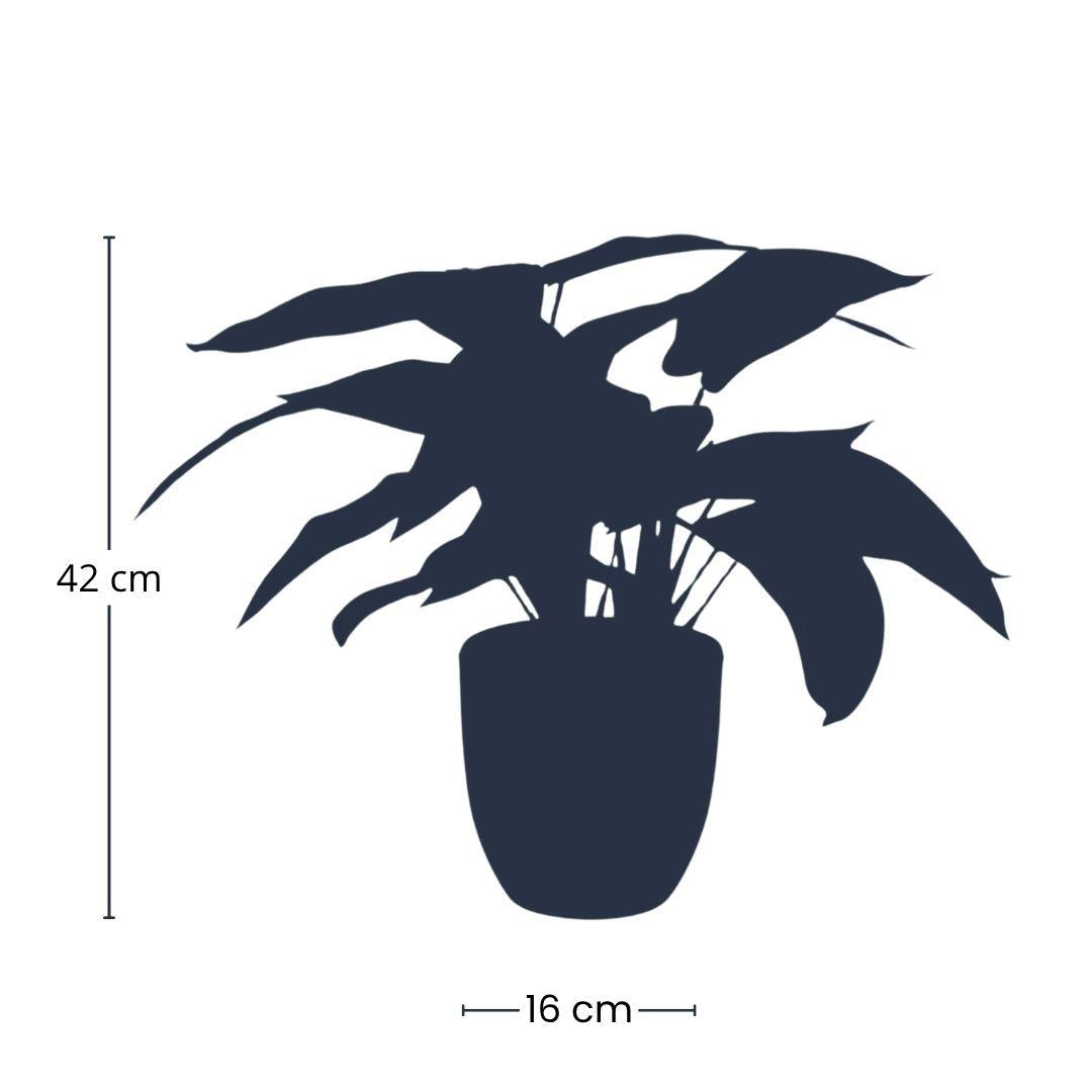 Calathea artificiel och kruka h40cm