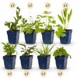 Green boutiQ - Borderpakket - Bijen i Vlinderlokkend - 24 Vaste växtn - 3 m2 - Diversen kleuren - Weinig Onderhoud - Kruka 11cm
