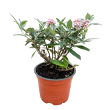 Green boutiQ - Tuinplant - Buddleja davidii Butterfly Candy Little Pink - Vlinderstruik - Compact - Roze - 1 Plant - Kruka 12cm - Hoogte 20-25cm