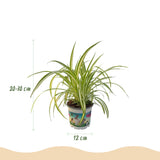 Green boutiQ - Kamerplant - Cyperus - Calissia - Chlorophytum - Mix van 3 - Huisdiervriendelijke Växtn - Groen - 3 Växtn - met Mand - Kruka 12cm - Hoogte 20cm