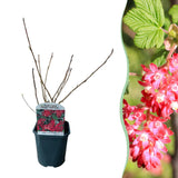 Green boutiQ - Heesters -  Ribes sanguineum Kind Edward - Bloem Rood - 1 Plant - Bladverliezend - Weinig Onderhoud - Kruka 17cm Hoogte 45cm
