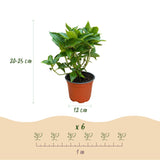 Hortensia rose - Hydrangea macrophylla - H 20-30 cm, pot Ø12 cm - photo 3