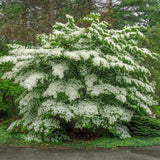 Green boutiQ - Tuinplant - Cornus Florida - Bloem Wit-Roze - 1 Plant - Bladverliezend - Weinig Onderhoud - Kruka 12cm Hoogte 35cm