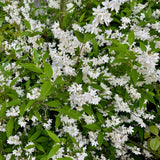 Green boutiQ - Heesters -  Deutzia Gracilis - Bloem Wit - 1 Plant - Bladverliezend - Weinig Onderhoud - Kruka 17cm Hoogte 45cm