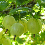 Groseillier à maquereau Hinnonmäki vert - 2 plants - H 50 cm, pot Ø15 cm