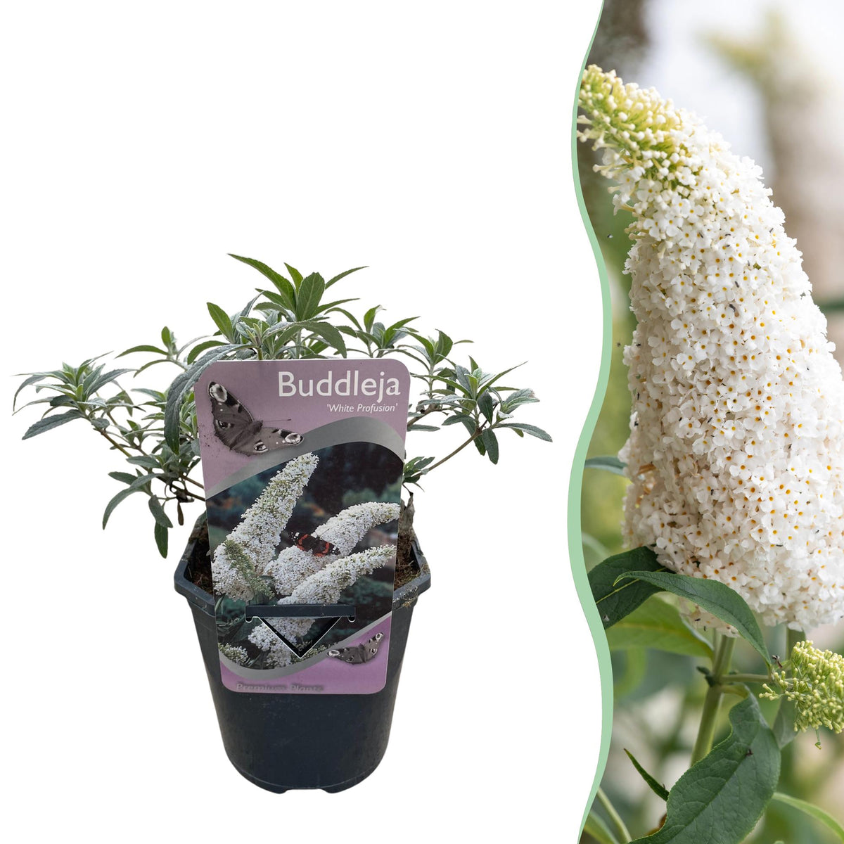 Green boutiQ - Vlinderstruik - Buddleja davidii White Profusion - Bloem Wit - 1 Plant - Bladverliezend - Vlinderlokkend -  Kruka 17cm Hoogte 25cm