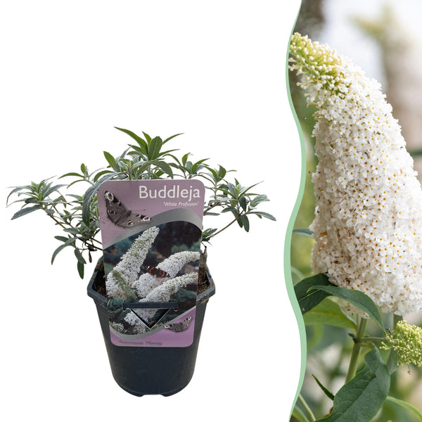 Green boutiQ - Vlinderstruik - Buddleja davidii White Profusion - Bloem Wit - 1 Plant - Bladverliezend - Vlinderlokkend -  Kruka 17cm Hoogte 25cm
