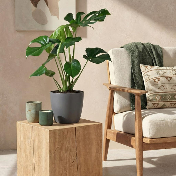 Green BoutiQ - Kamerväxtn - Monstera Deliciosa - Gatenplant - Weinig onderhoud - Groen - 1 Plant - met Potter Grijs - Kruka 21cm - Hoogte 70-80cm