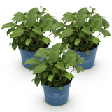 Green boutiQ - Trädgårdsväxt - Hydrangea Endless Summer Blå - Rosa - Vit - Hortensia - Vinterhård - Blå - Rosa - Vit - 3 Växter - Kruka 14cm - Höjd 20-25cm