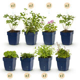 Green boutiQ - Borderpakket - Bodembedekkend - 24 Vaste växtn - 3 m2 - Diversen kleuren - Weinig Onderhoud - Kruka 11cm