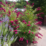 Green boutiQ - Tuinplant - Buddleja davidii Royal Red - Vlinderstruik - Winterhard - Rood - 3 Växtn - Kruka 17cm - Hoogte 45cm