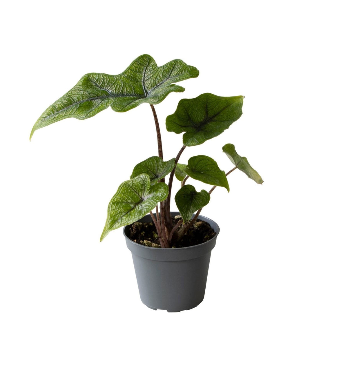 Mini Alocasia Jacklyn - Alocasia tandurusa - H 10 cm, pot Ø6 cm