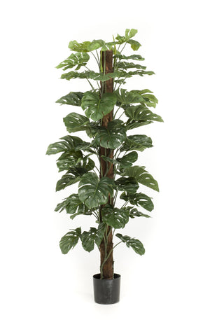 Monstera deliciosa artificiel h180cm