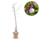 Green boutiQ - Fruitplant - Pruimen boom - Prunus domestica Opal - Geel Rode Vrucht - Kruka 21cm Hoogte 90cm