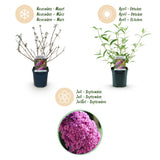 La Green Touch - Trädgårdsväxt - Buddleja davidii Pink Delight - Fjärilsbusk - Winterhart - Rosa - 3 Växter - Kruka 17cm - Höjd 45cm