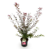 Érable du Japon Shaina - H 90 cm, pot Ø26 cm