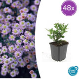 Aster ageratoides Stardust en godet - Aster d'Asie - H 10-25 cm, pot Ø9 cm