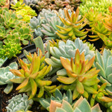 Green boutiQ - Bodembedekker - Winterhard - Alpine Mix - 8 Växtn - Diversen Kleuren  - Weinig Onderhoud - Kruka 14 Hoogte 17