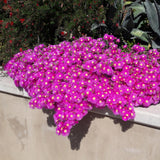Green boutiQ - Bodembekker - Winterhard - Delosperma - 4 Växtn - Kleuren Rood - Geel - Paars - Roze - Weinig Onderhoud - Kruka 14 Hoogte 17