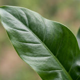 Green boutiQ - Kamerplant - Philodendron - Philodendron Imperial Green - Groen - Weinig onderhoud - 1 Plant - met Mand - Kruka 19cm - Hoogte 65cm
