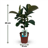 Green boutiQ - Kamerplant - Rubberplant - Ficus Elastica Cloe - Groen - Weinig onderhoud - 1 Plant - Kruka 19cm - Hoogte 65cm