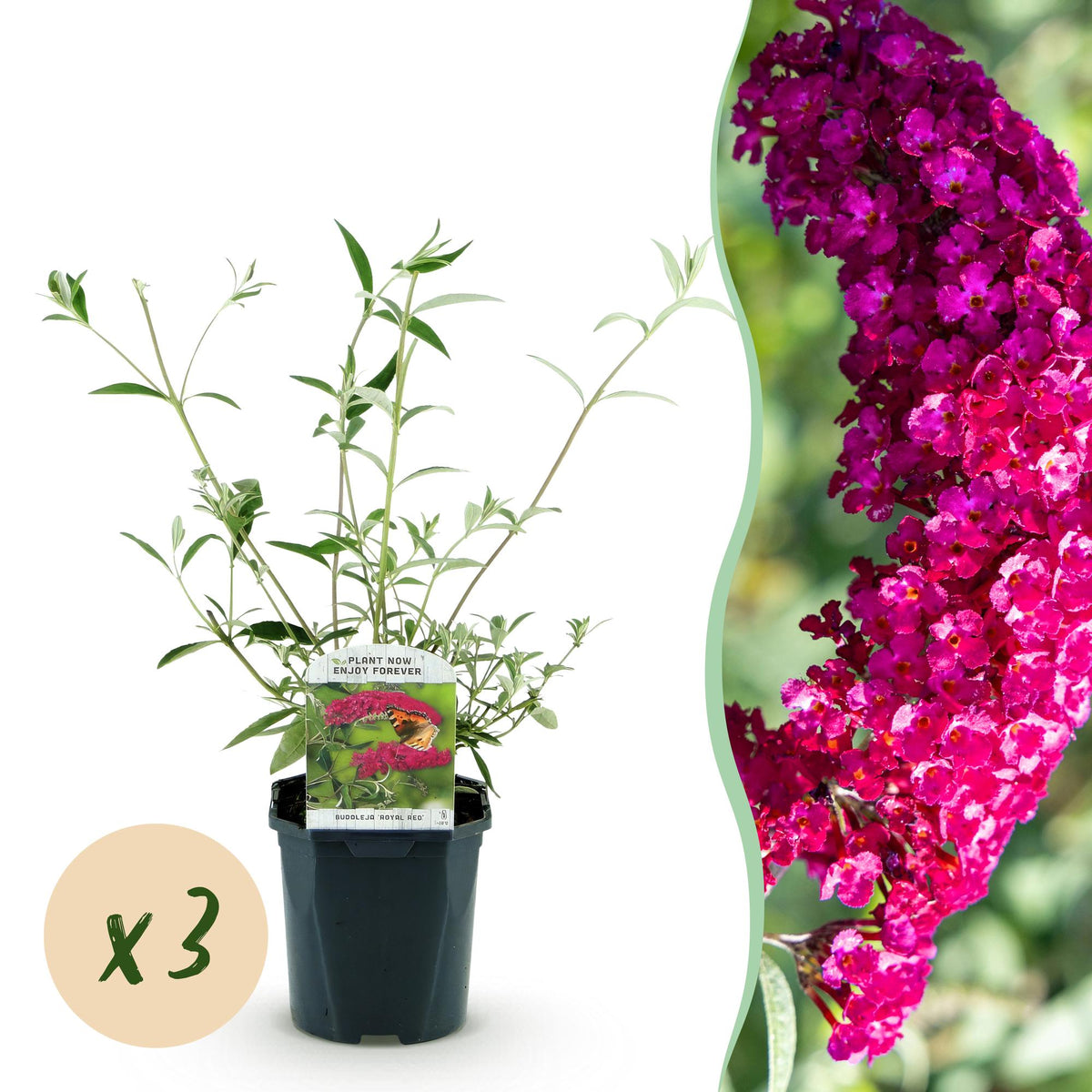Green boutiQ - Tuinplant - Buddleja davidii Royal Red - Vlinderstruik - Winterhard - Rood - 3 Växtn - Kruka 17cm - Hoogte 45cm