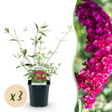 Green boutiQ - Tuinplant - Buddleja davidii Royal Red - Vlinderstruik - Winterhard - Rood - 3 Växtn - Kruka 17cm - Hoogte 45cm