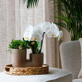 Kolibri Orchids | Set van witte orchidee Zürich i Succulent in Tube sierpot Sand - potmaat Ø9cm | bloeiende kamerplant - vers van de kweker
