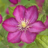 Green boutiQ - Klimplant - Clematis Ville de Lyon - Bloem Roze - Weinig onderhoud -2 växtn -  Kruka 11cm Hoogte 40cm