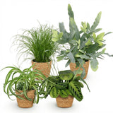 Green boutiQ - Kamerplant - Chlorophytum - Cyperus - Phlebodium - Marantha - Mix van 4 - Huisdiervriendelijke Växtn - Groen - 4 Växtn - met Mand - Kruka 12cm - Hoogte 25cm