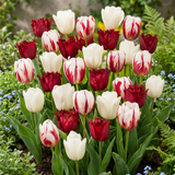 Tulipe triomphe Dutch Design