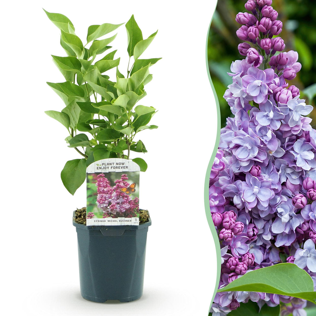 La Green Touch - Trädgårdsväxt - Syringa vulgaris Michel Buchner - Vanlig Syrén - Winterhård - Rosa - 1 Växt - Kruka 17cm - Höjd 45cm