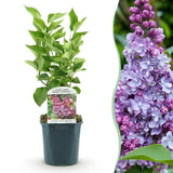 La Green Touch - Trädgårdsväxt - Syringa vulgaris Michel Buchner - Vanlig Syrén - Winterhård - Rosa - 1 Växt - Kruka 17cm - Höjd 45cm
