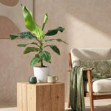 Green BoutiQ - Kamerväxtn - Musa acuminata Dwarf Cavendisch - Bananenplant - Weinig onderhoud - Groen - 1 Plant - met Potter Grijs - Kruka 21cm - Hoogte 70-75cm