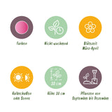 Green boutiQ - Bloembollen - Corydalis Beth Evans - Kleur Wit i Paars - 20 stuks - Bolmaat 6/7 - XXL Pack