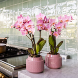 Kolibri Orchids - Surprise box mix - växtn eenkleurig voordeel box - verrassingsbox met 2 orchideeën Ø9cm - vers van de kweker