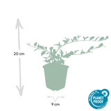 Cotonéaster rampant dammeri en godet - Cotoneaster dammeri - H 10-25 cm, pot Ø9 cm - photo 2