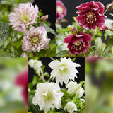 Green boutiQ - Tuinplant - Lenten Rose - Helleborus orientalis Double Tricolour - Roze - Rode - Witte Bloem -3 Växtn - Groenblijvend - Kruka 14cm Hoogte 35cm