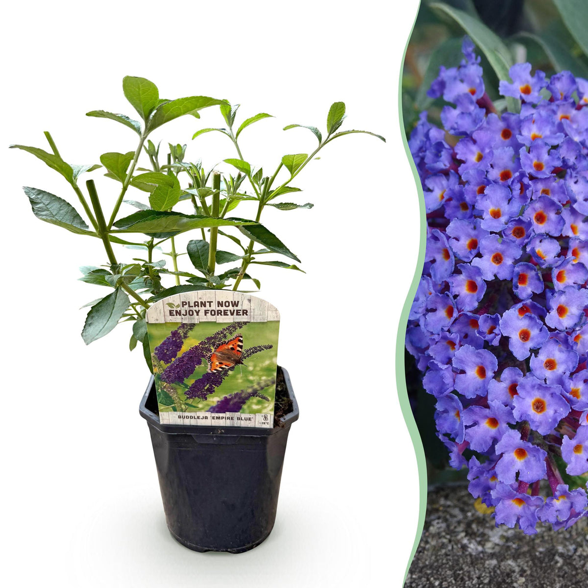 Green boutiQ - Vlinderstruik - Buddleja davidii Empire Blue- Bloem Blauw - 1 Plant - Bladverliezend - Vlinderlokkend -  Kruka 17cm Hoogte 25cm