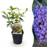 Green boutiQ - Vlinderstruik - Buddleja davidii Empire Blue- Bloem Blauw - 1 Plant - Bladverliezend - Vlinderlokkend -  Kruka 17cm Hoogte 25cm