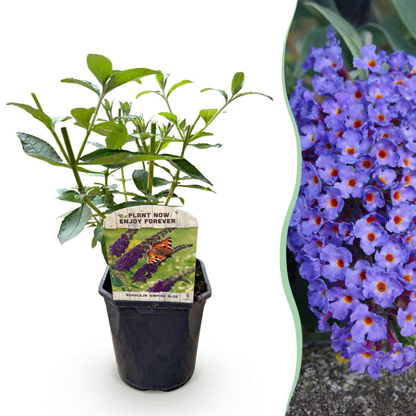 Green boutiQ - Vlinderstruik - Buddleja davidii Empire Blue- Bloem Blauw - 1 Plant - Bladverliezend - Vlinderlokkend -  Kruka 17cm Hoogte 25cm