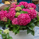 Hortensia Summer Love rouge - Hydrangea Endless Summer - H 20-25 cm, pot Ø14 cm - photo 3