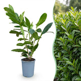Kit haie Laurier-cerise Caucasica - H 25-35 cm, pot Ø9 cm