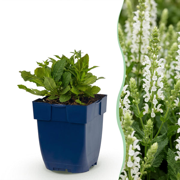 Sauge des bois Snow Hill - H 15-25 cm, pot Ø11 cm