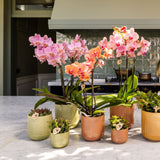 Orchidée Phalaenopsis jaune orangé Mineral Grosseto et 2 succulentes - coffret Flare vert - pot Ø9 cm
