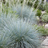 Fétuque bleue - H 15-25 cm, pot Ø11 cm