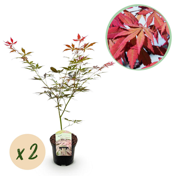 Green boutiQ - Terrasplant - Japanse Esdoorn - Acer palmatum Sumi-nagashi - Rood - 2 Växtn - Bladverliezend - Kruka 19cm Hoogte 70cm