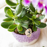 Kolibri Company | Växtnset Bloom Purple | Paarse Vienna orchidee + groene växtn incl. sierpotten