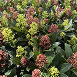 1x - Terrasplant - Skimmia japonica Festival - Bloem Wit & Rood - 15+ Bloemen - 1 Plant - Winterhard - Kruka 15cm Hoogte 30cm