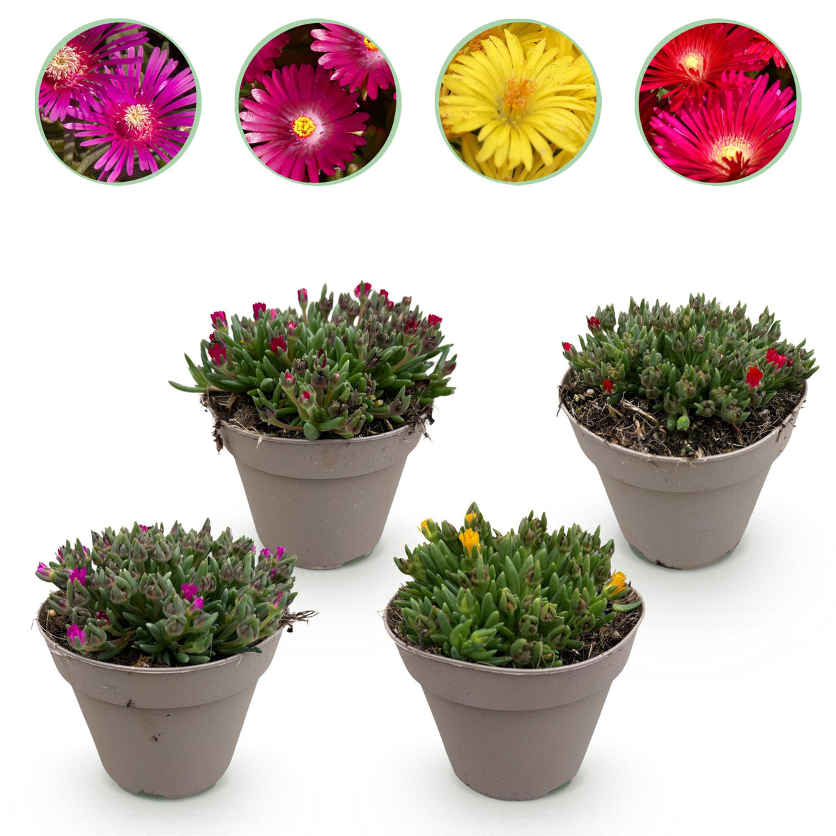 Green boutiQ - Bodembekker - Winterhard - Delosperma - 4 Växtn - Kleuren Rood - Geel - Paars - Roze - Weinig Onderhoud - Kruka 14 Hoogte 17